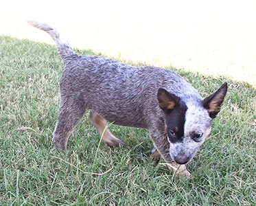 Texas Blue Heelers // AKC Registered Blue Heeler Puppies // Waller ...